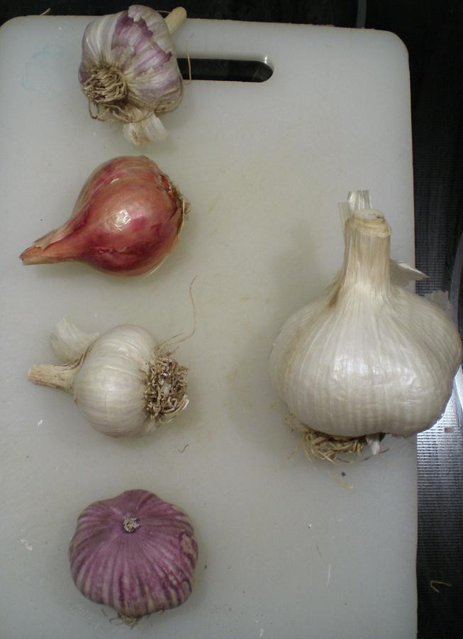Garlic 2012 005.JPG