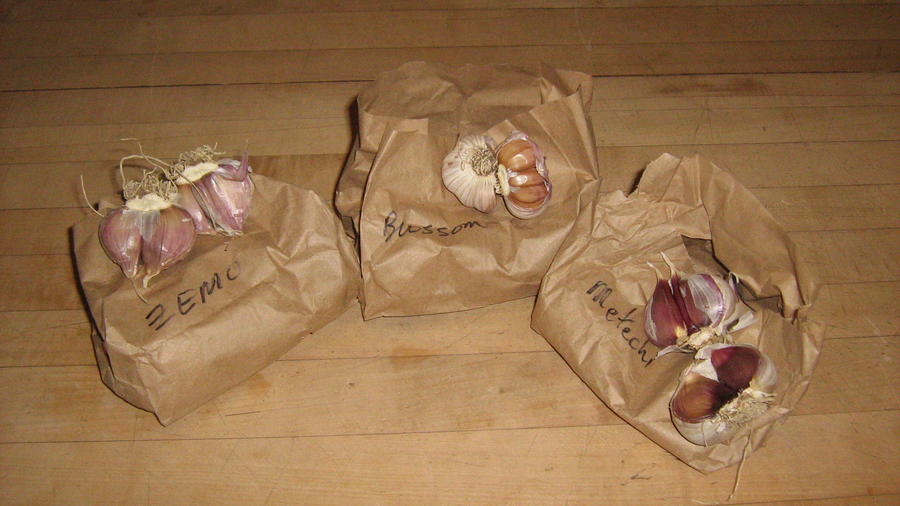 Garlic from Dave - 3 kinds;}- 001 - Copy.JPG