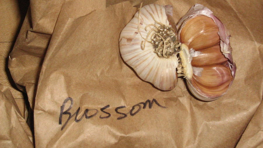 Garlic from Dave - 3 kinds;}- 003.JPG