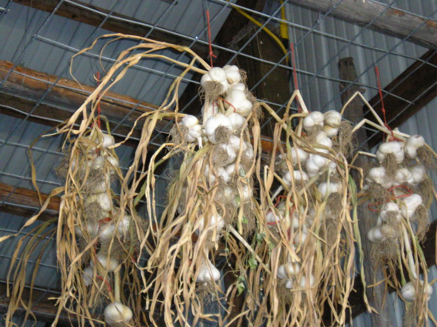 Garlic in drying shed.jpg