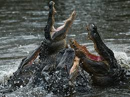 gator attack.jpg
