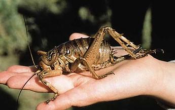 Giant-cricket.jpg