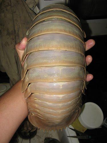 giant isopod being held.jpg