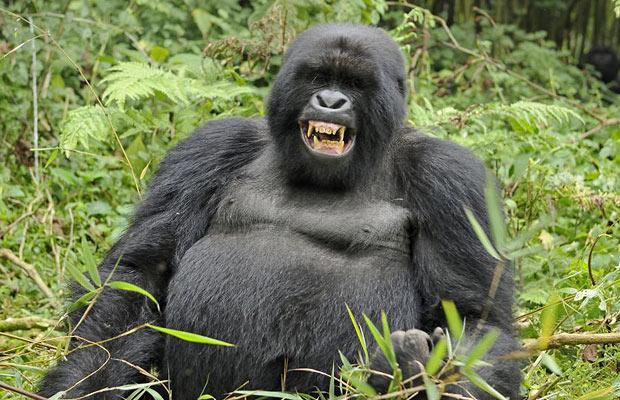 Gorrilla-crease_1370930i.jpg