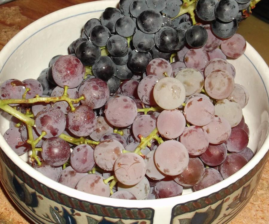 Grapes.jpg