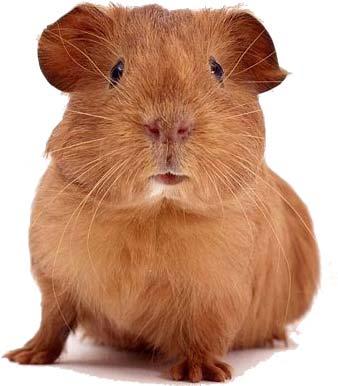 guinea-pig2.jpg