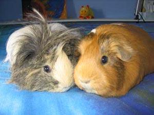 guinea-pig2.jpg