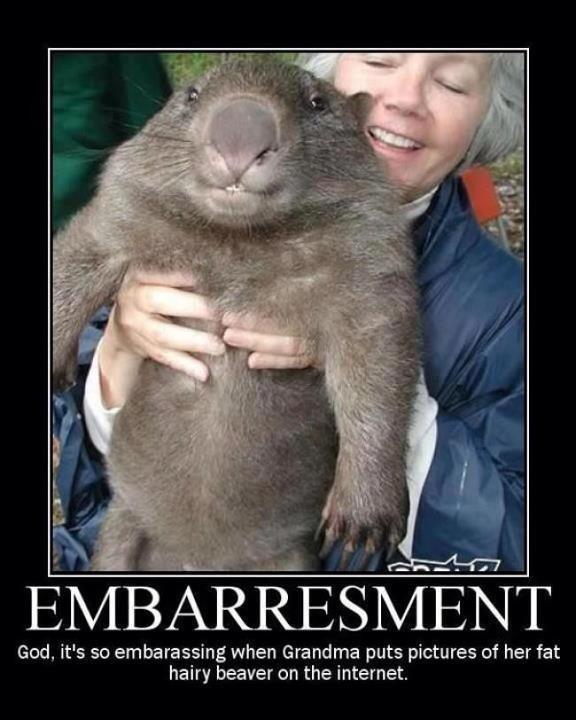 hairybeaver.jpg