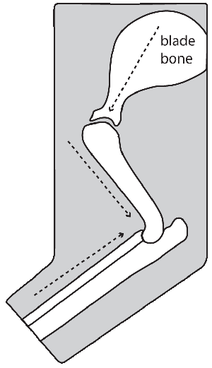 HAM shoulder-injection.gif