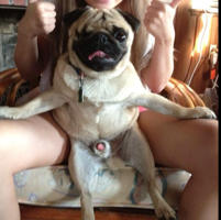 Happy Pug.jpg