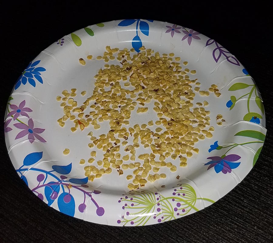 hatchseed.jpg