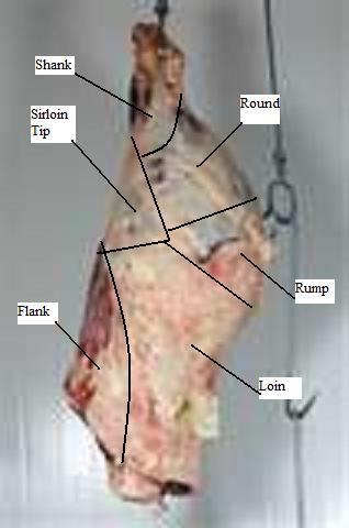 hind_with_descriptions.jpg