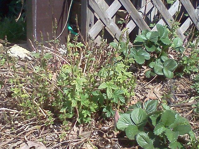 hops.jpg