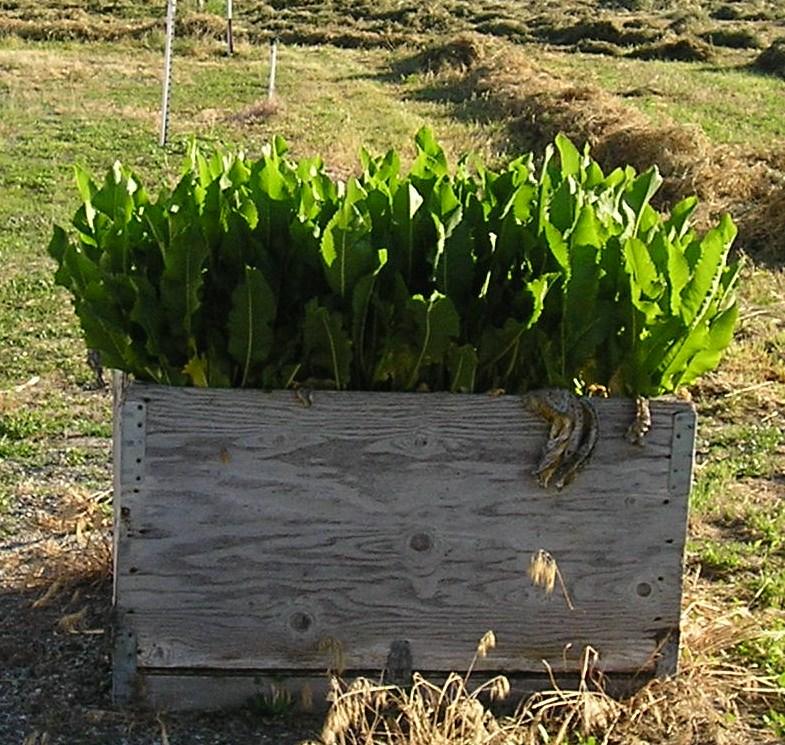 HorseRadish.jpg