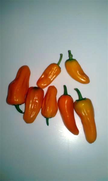 IMAG0494 (Medium).jpg