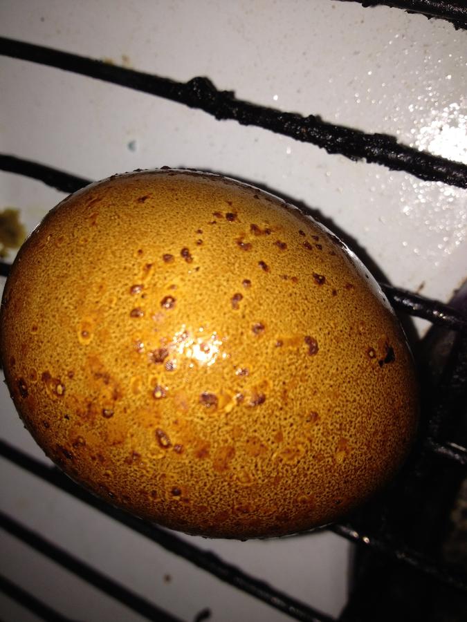 Pterodactyl Egg?