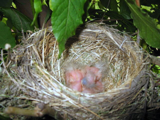 IMG_0965.jpg