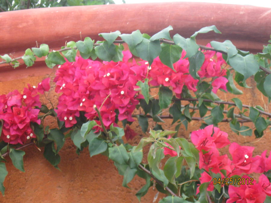 IMG_1909.JPG