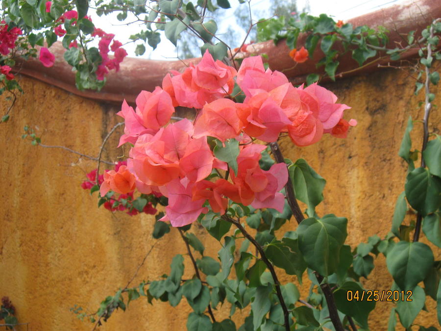IMG_1954.JPG