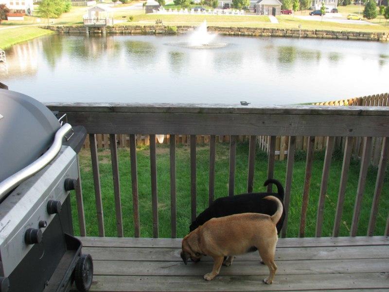 IMG_3107 [800x600].jpg