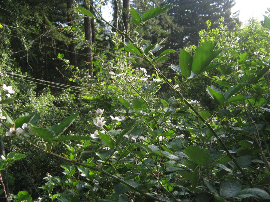 IMG_3195.JPG
