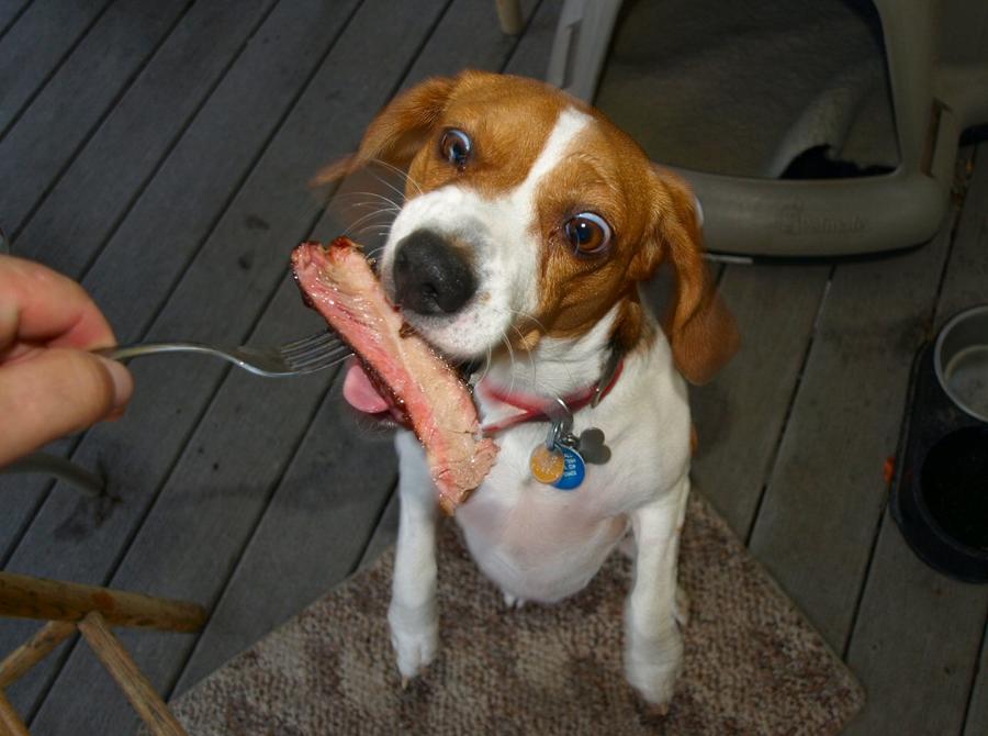 Isabel enjoys ribs 10-30-2010.jpg