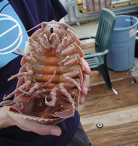 isopod_451_197.jpg