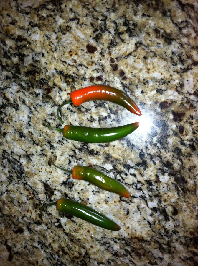 Jalapenos 2.jpg