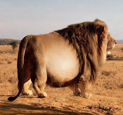 Jeep_Fat_Lion.jpg