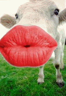 KissLipsCow.gif