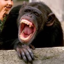 laughing monkey.jpg