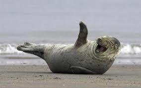 laughing seal.jpg