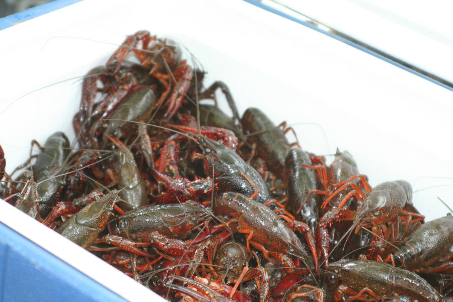 Le mudbugs1.jpg