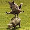 leap yote.JPG