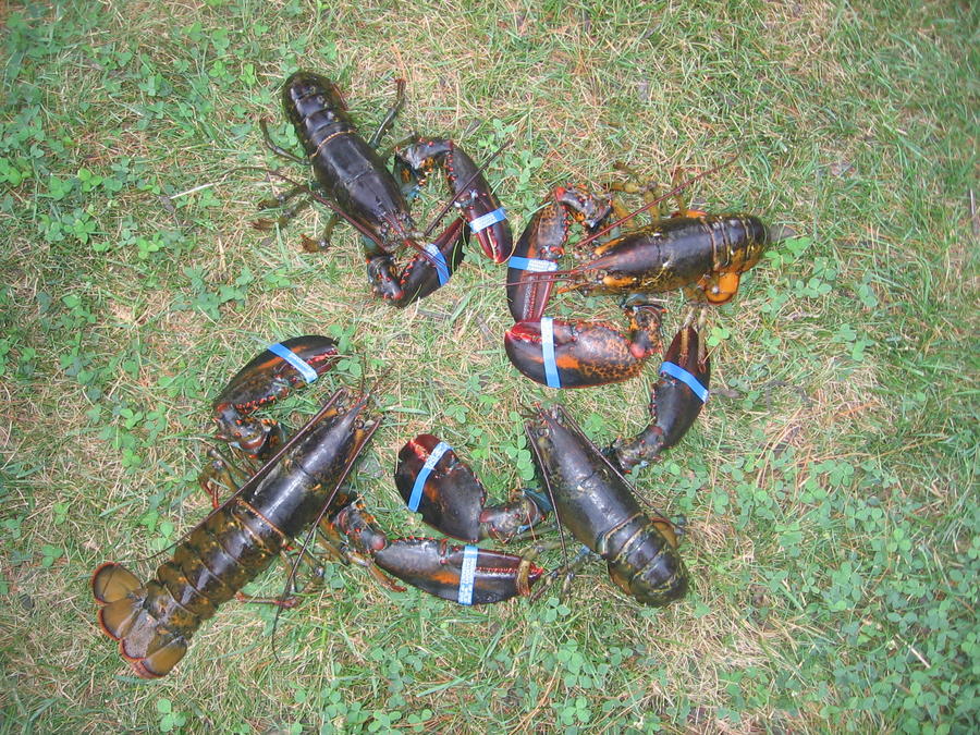 Lobsters with Ida 017.JPG