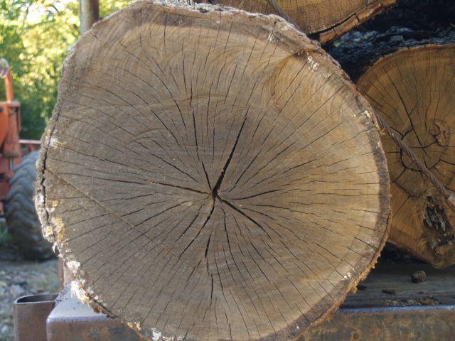log-end-crack.jpg