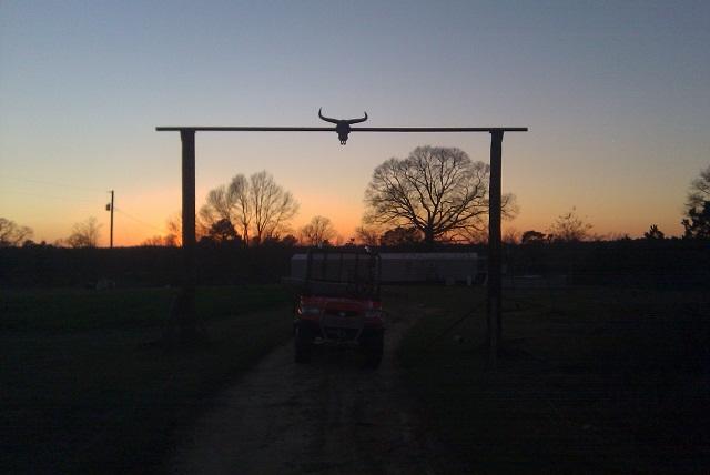 longhorn.jpg