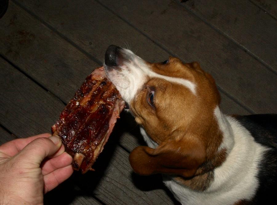 Lucky beagle 1-8-2011.jpg
