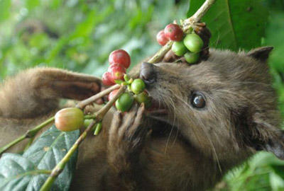luwak-civet.jpg