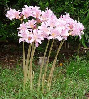 lycoris-squamigera.jpg