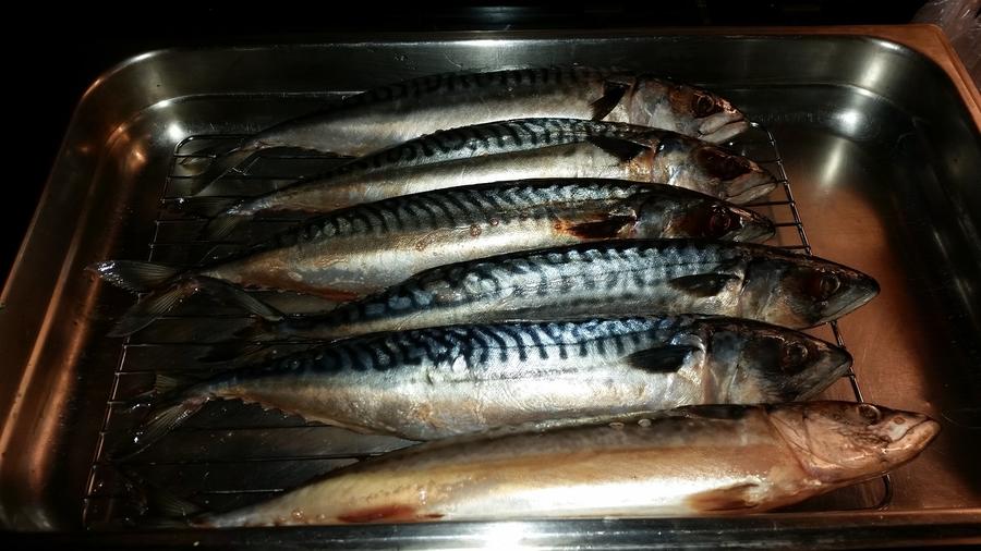 Mackerel Gutted.jpg