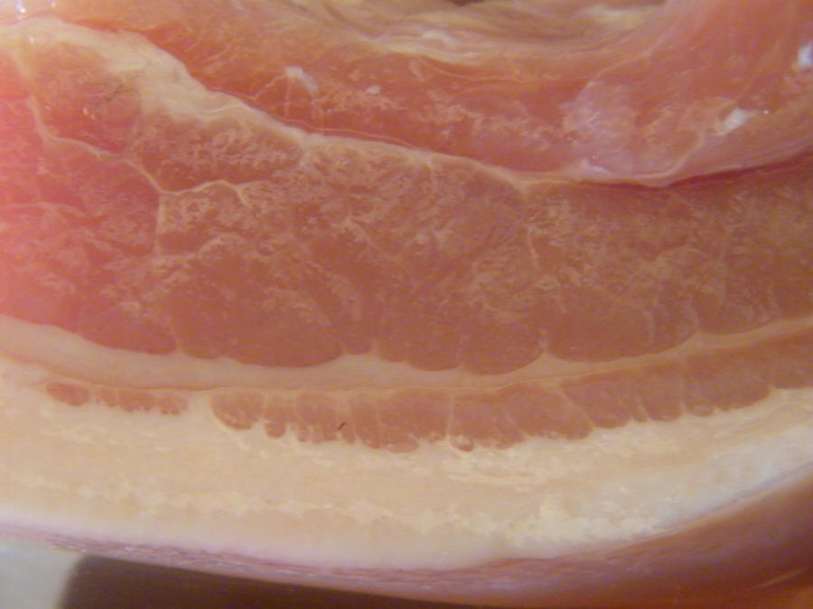macro bacon 002.JPG