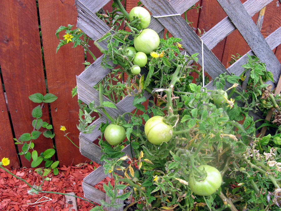 Maters2010.jpg
