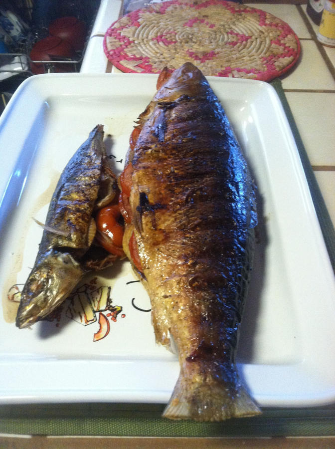 MILK FISH.JPG