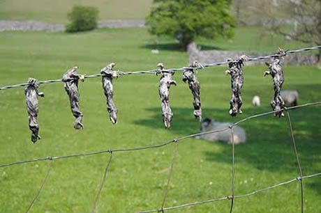 Mole-drying-rack.jpg