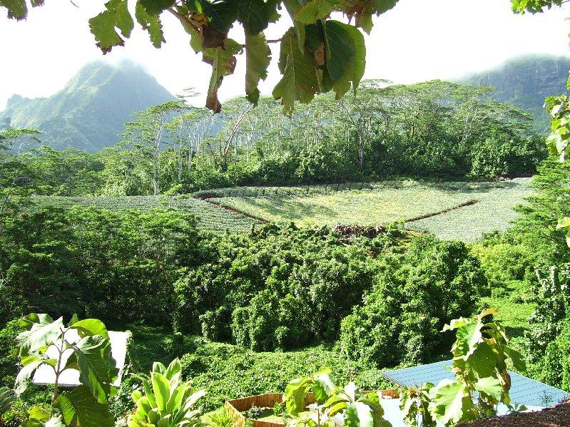 Moorea Family Reunion 072.jpg