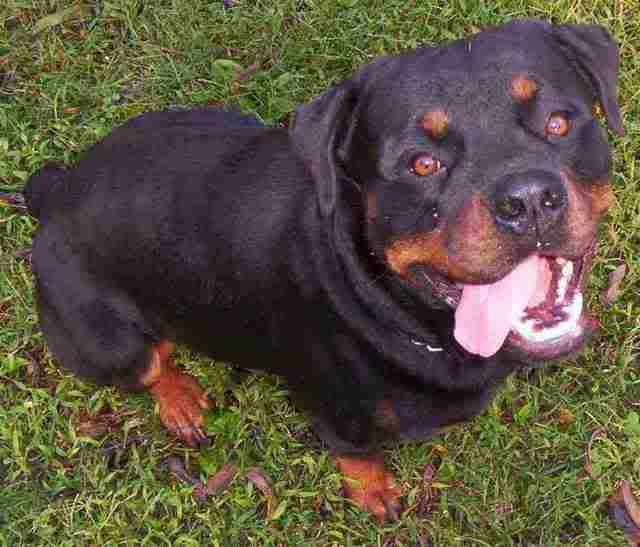my buddy Mauser.jpg
