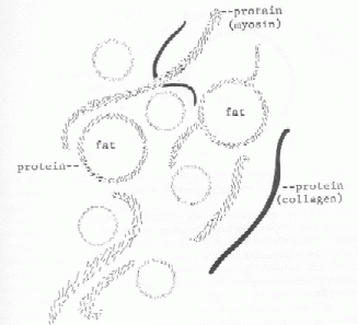 myosin2.gif