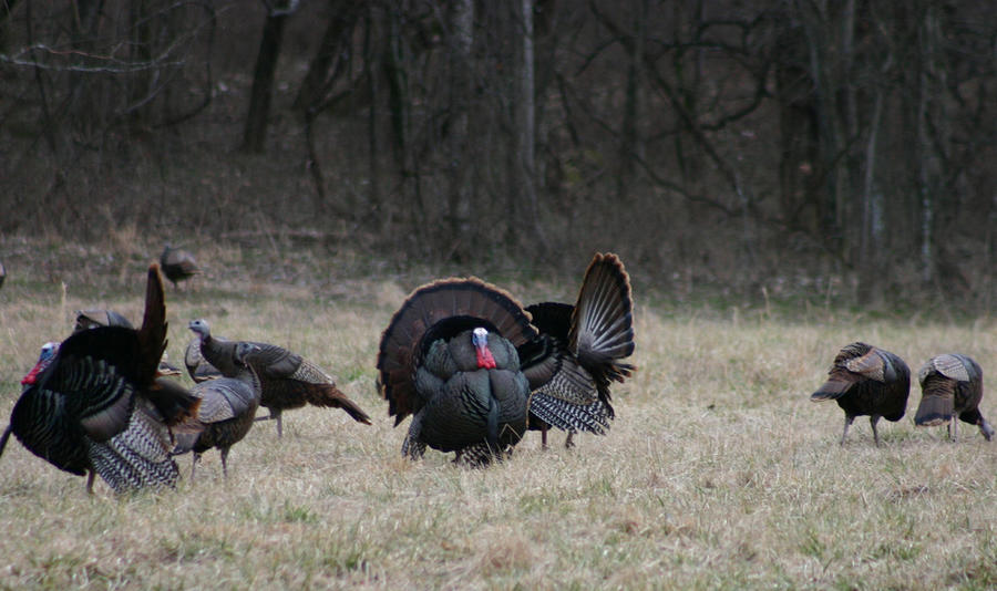 nancy turkey pic.jpg