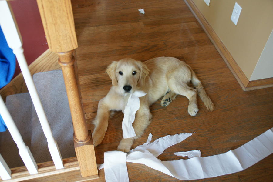 Naughty Dog 9-8-2011 (3).JPG